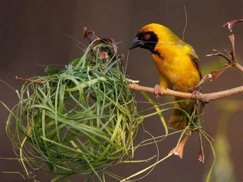 小鳥築巢意思|鳥巢看鳥的個性…. 自從去年有白頭翁來我陽台樹上築。